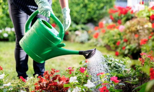 gradinarit gradina flori plante istock jpg
