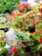 gradinarit gradina flori plante istock jpg