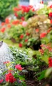 gradinarit gradina flori plante istock jpg
