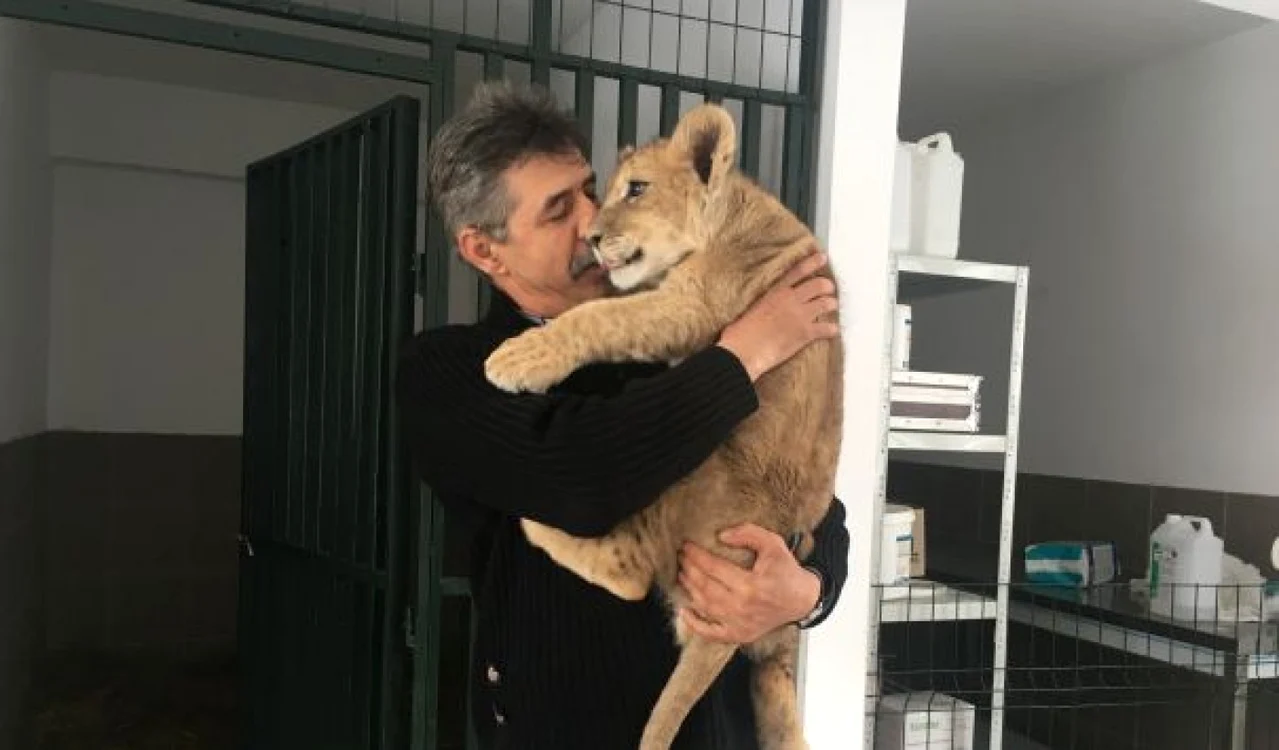 Puiul de leu este foarte afectuos şi extrem de jucăuş