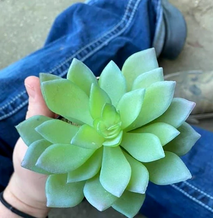 
    Arată perfect,  juri că e naturală  