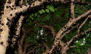 3 jabuticaba 2718136 1280 jpg jpeg