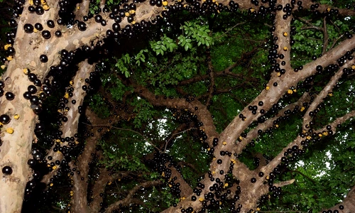 3 jabuticaba 2718136 1280 jpg jpeg