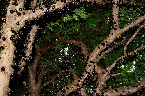 3 jabuticaba 2718136 1280 jpg jpeg