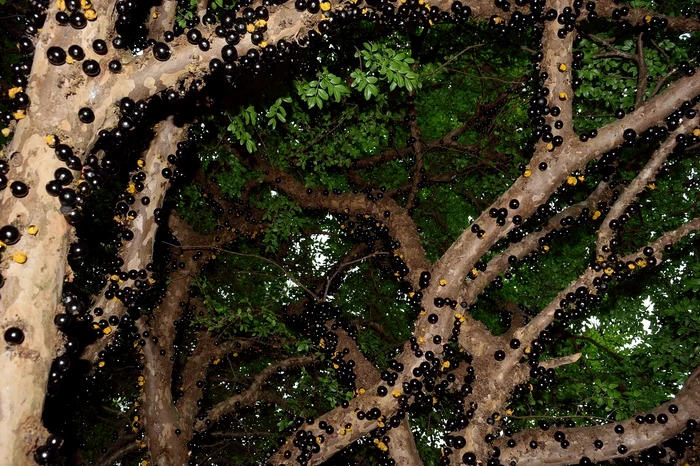 3 jabuticaba 2718136 1280 jpg jpeg