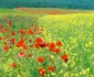 Resize of eminescu ipotesti   monet giverny  lucian muntean 020 JPG