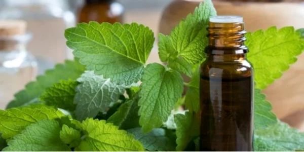 Melissa - Top Natural Antidepressant _ Bulgarian Oils