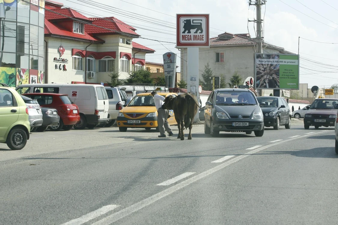 Din cauza unei vaci, care a fost lăsată liberă pe stradă, un motociclist a murit Foto: Arhivă