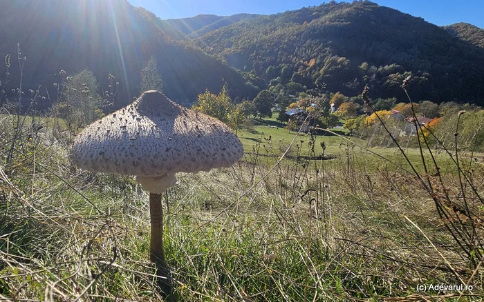 Ciuperca. Foto Daniel Guță, ADEVĂRUL