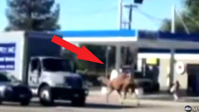 Abdullah şi-a luat «liber» fix când trebuia să repete un număr de circ.