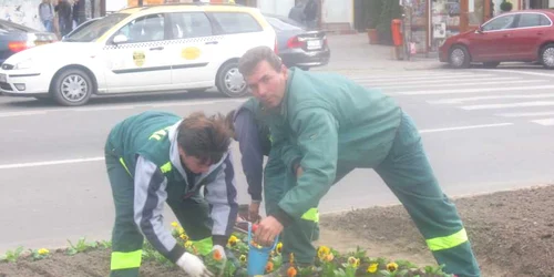70.000 de flori vor fi plantate în oraş