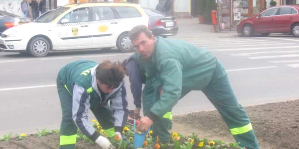 70.000 de flori vor fi plantate în oraş