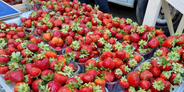 hotii de la hurhuieni care planteaza cultiva capsune