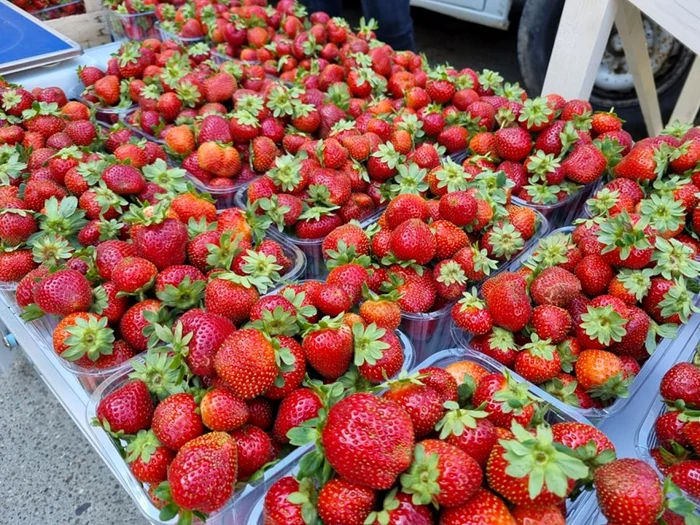 hotii de la hurhuieni care planteaza cultiva capsune