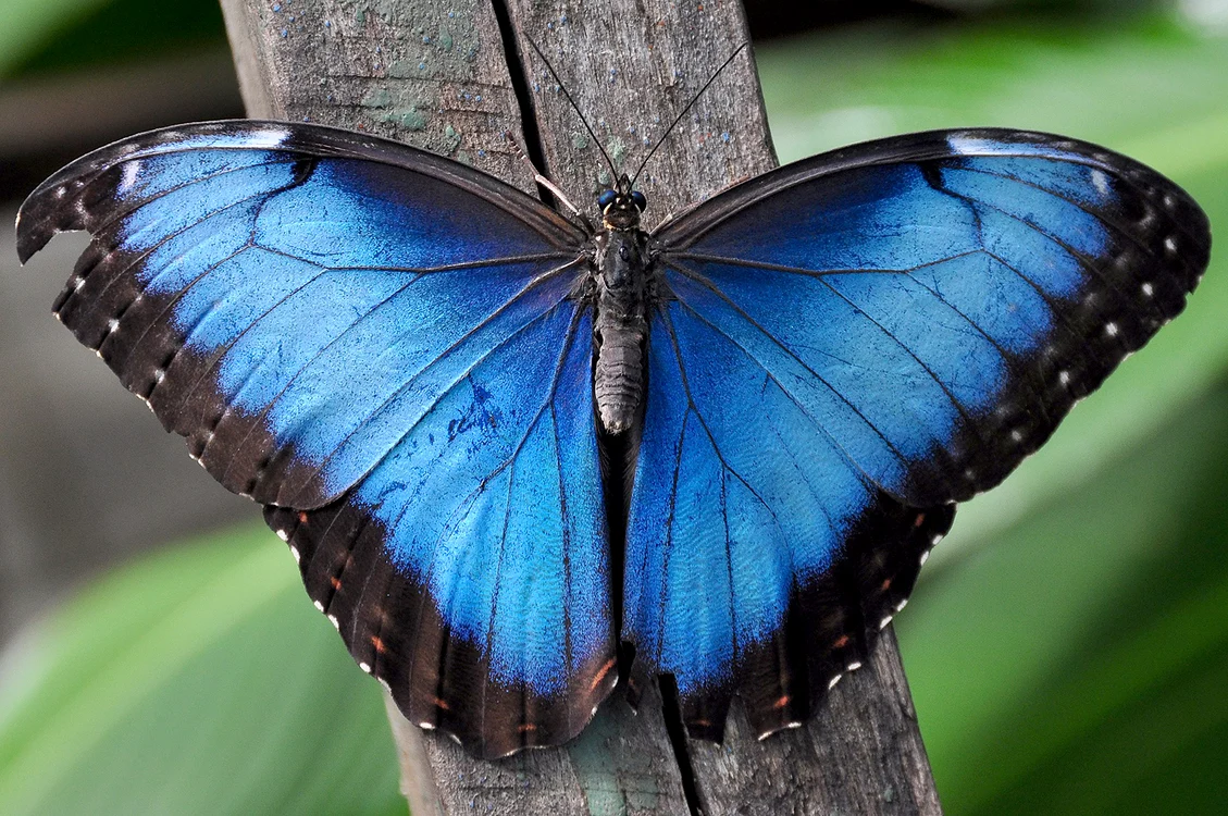 Fluture Morpho/ wikimedia commons