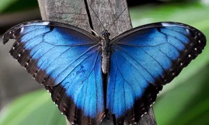 p 19 Fluture Morpho WC jpg