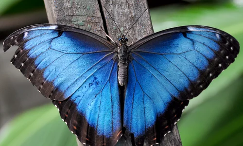 p 19 Fluture Morpho WC jpg