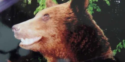 urs care ataca la predeal