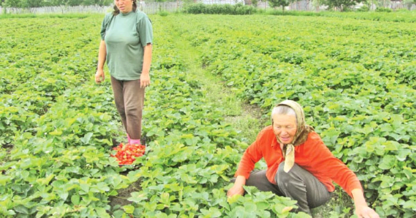 Proprietarii de căpşune de plâng de recolta slabă din acest an
