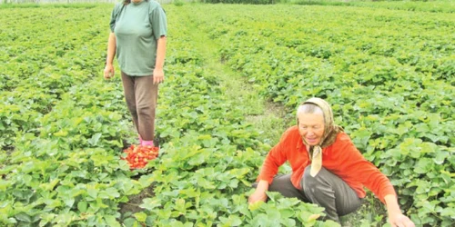 Cultivatorii din Polovragi sunt necăjiţi: gerul şi ploile din prima parte a anului au afectat recolta de căpşuni