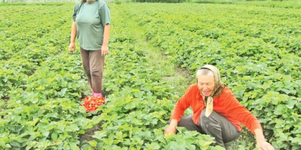 Cultivatorii din Polovragi sunt necăjiţi: gerul şi ploile din prima parte a anului au afectat recolta de căpşuni