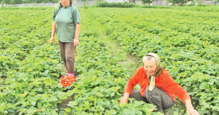 Proprietarii de căpşune de plâng de recolta slabă din acest an