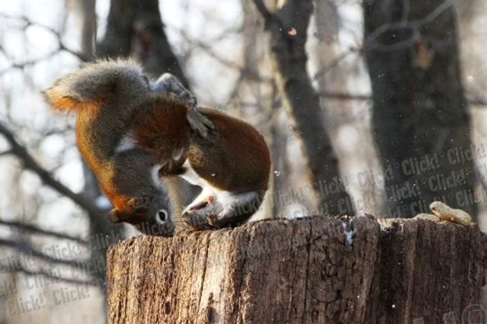 Veveriţe FOTO Caters