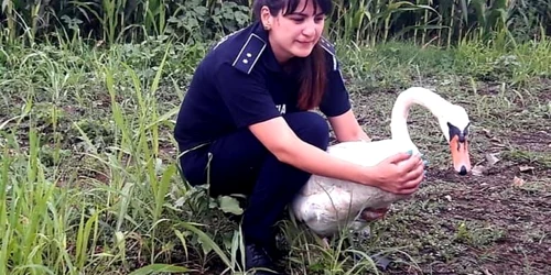 slobozia lebada salvata de politisti foto ipj ialomita