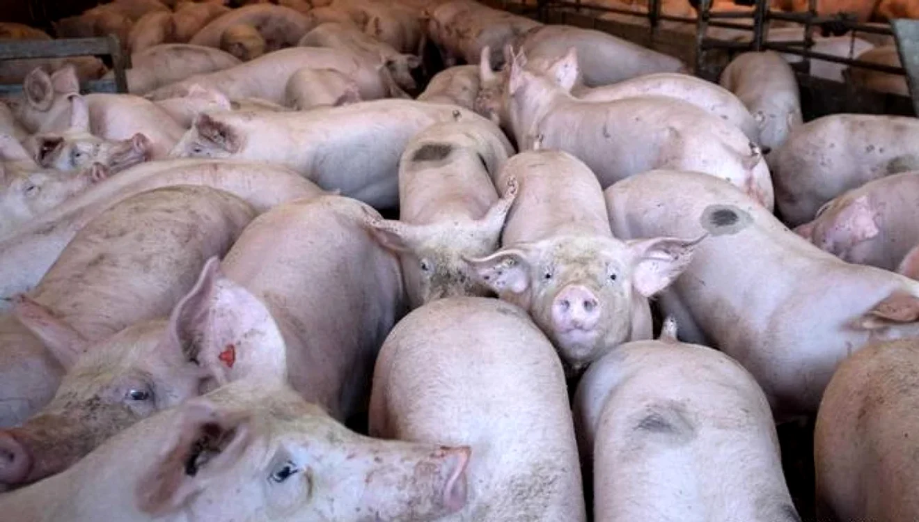 Peste 11.000 porci din fermă trebuie sacrificați FOTO: arhiva