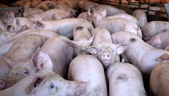 Peste 11.000 porci din fermă trebuie sacrificați FOTO: arhiva