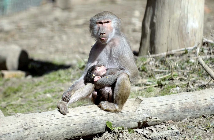 
    De zece zile, de când s-a născut, maimuţica stă agăţată de mama eiFoto: Primăria Sibiu  