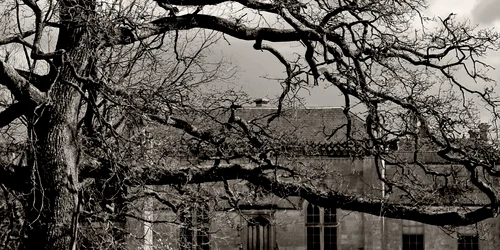 castel vila copac abstract shutterstock 11536762 jpeg