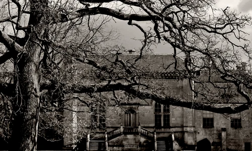 castel vila copac abstract shutterstock 11536762 jpeg