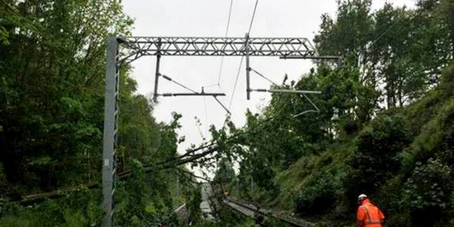 copac cazut pe calea ferata