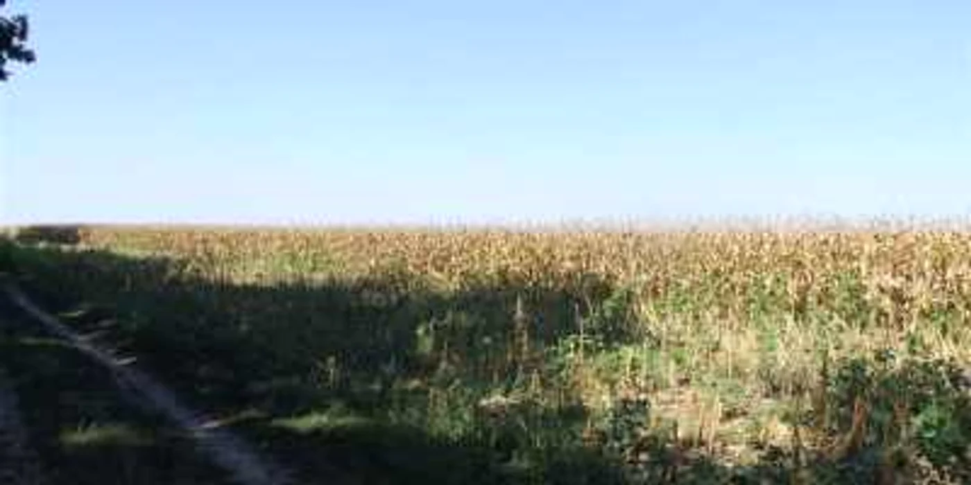 Culturile agricole, compromise din cauza lipsei de precipitaţii