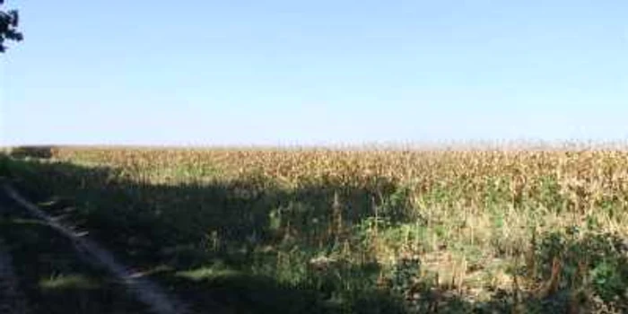 Culturile agricole, compromise din cauza lipsei de precipitaţii