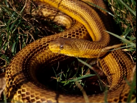 luncavita tulcea