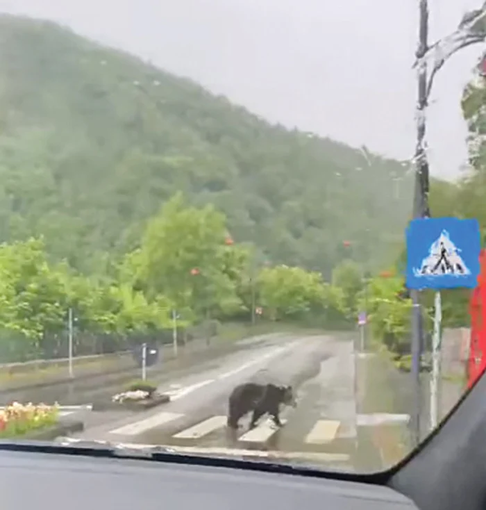 Un ursuleţ a trecut fără griji pe lângă trenuleţul cu turiştiFoto: Marian Negotei