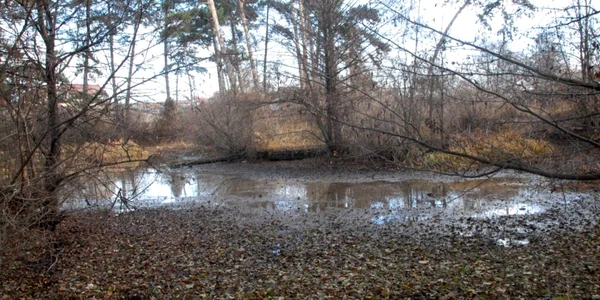 Lacul cu nuferi din Băile 1 Mai este în pericol din cauza exploatării necontrolate a apei termale 