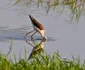 piciorong cautand dupa hrana foto ovidiu optik nature photographer jpg