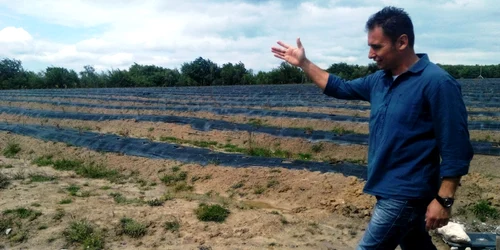 Plantatie afini Candesti