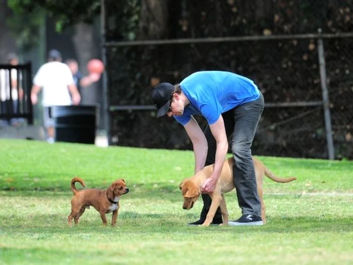 Italienii divorţează din cauza animalelor de companie