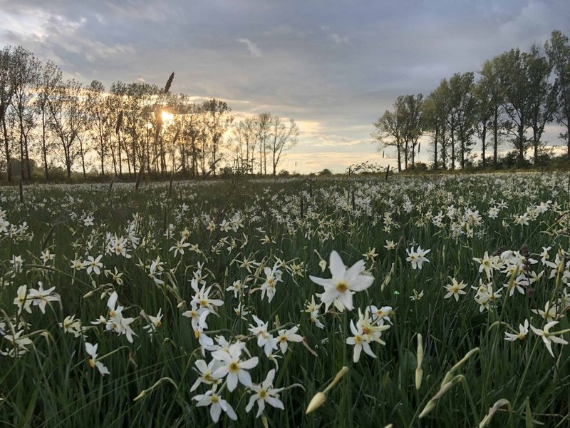 Festivalul narciselor de la Vad: românii nu mai pleacă acasă cu brațele pline de flori. „Narcisele sunt deja răsărite”