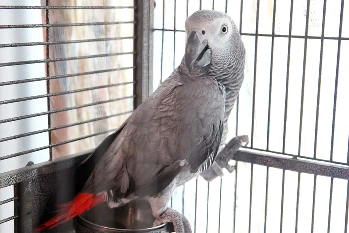 Coco a costat 400 €