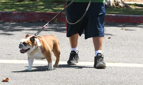 Exclusive    Adam Sandler Seen With His Family And Dogs In Malibu jpeg