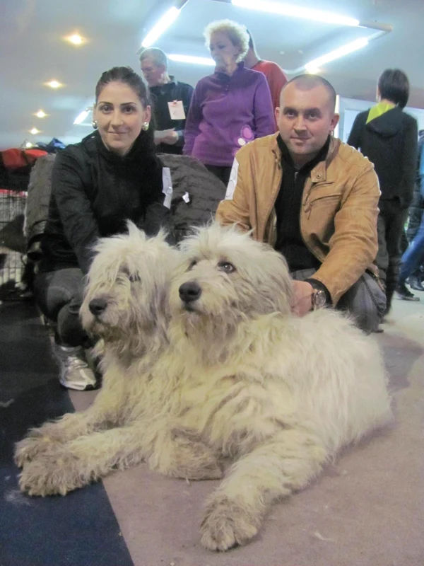 Ciobănescul românesc la Expoziţia de la Timişoara FOTO Ştefan Both