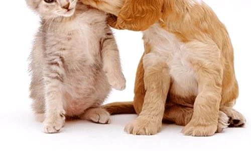 cat dog love 4 jpeg