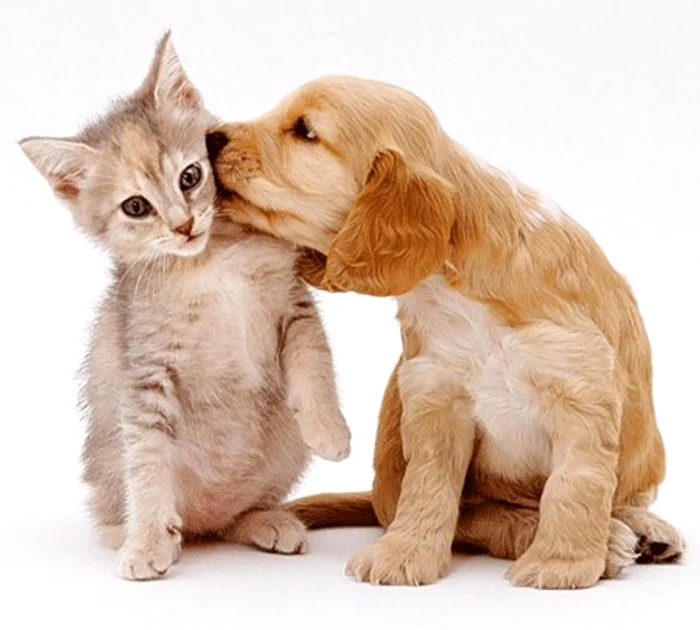 
    Se ştie că pisicile acceptă cu greu alte pisici. Cu toate acestea, unele se înţeleg de minune cu "cel mai bun prieten al omului"foto: pawprovince.com  