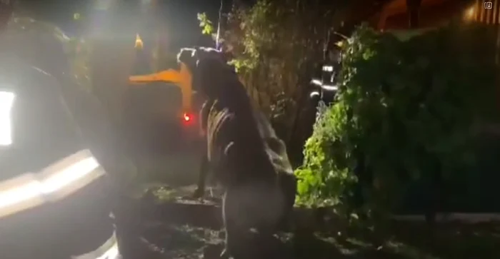 Bovina a fost salvată cu ajutorul unui utilaj FOTO captură ISU