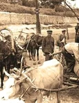 Marea foamete din Ucraina (1932 1933): genocid împotriva propriului popor jpeg